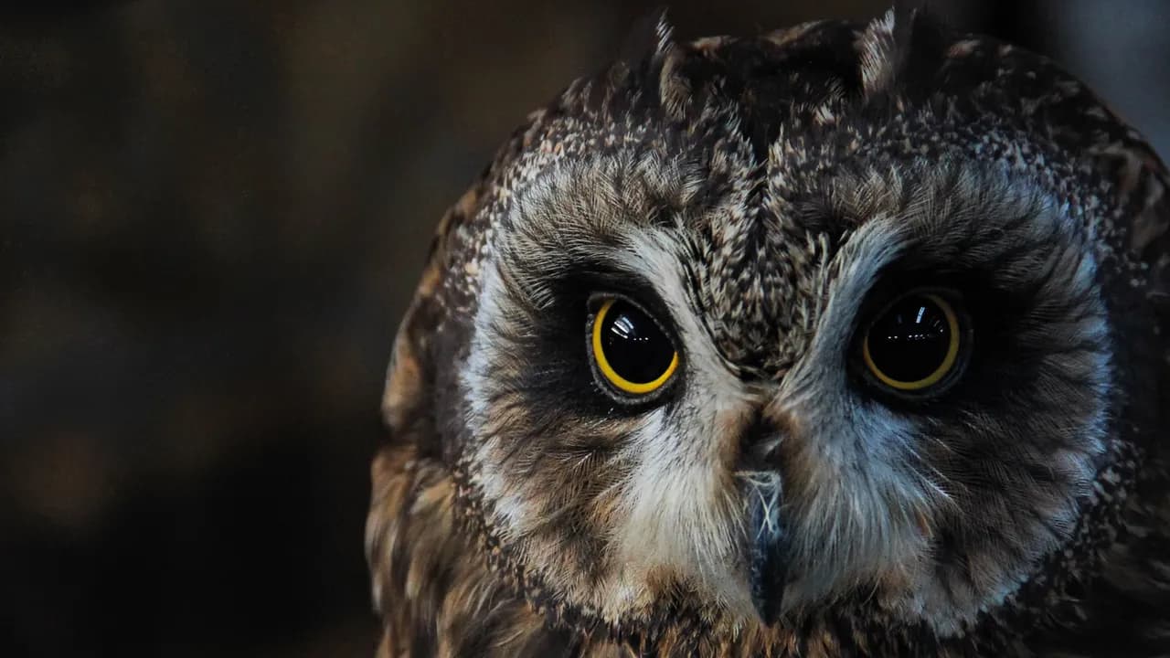 Lighting design for Wildlife